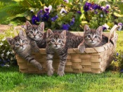 Kittens in the basket