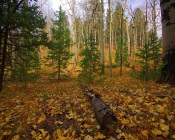 Autumn Forest