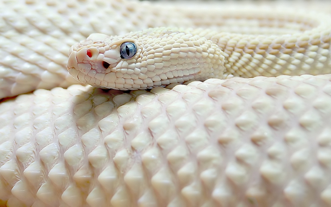 White Snake