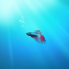 Beta Fish, Windows 7 Wallpaper