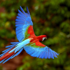 Colorful Parrot Flying