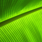 Blazing Green Leaf