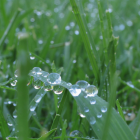 Grass After Rain