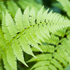 Green Fern