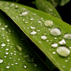 Water Drops on Green Grass