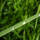 Grass Droplets