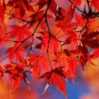 Red Autumn Leaves