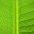 Green Leaf