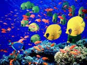 Bright Fishes