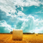 Blue Sky and Yellow Field