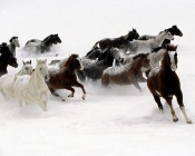 Galloping Horses