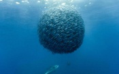 Sphere of jack mackerels - Oceans movie