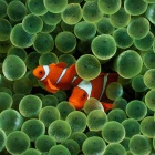 Two Clown Fishes