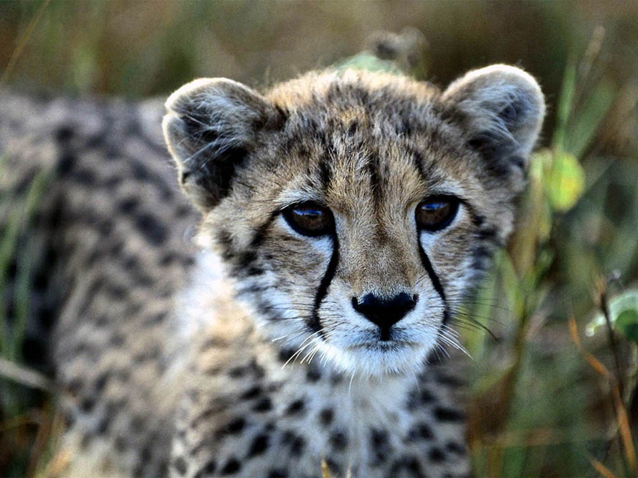 Young Cheetah