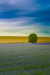 Lavander Field