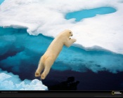 Polar Bear, National Geographic