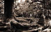 Nara Forest, Japan