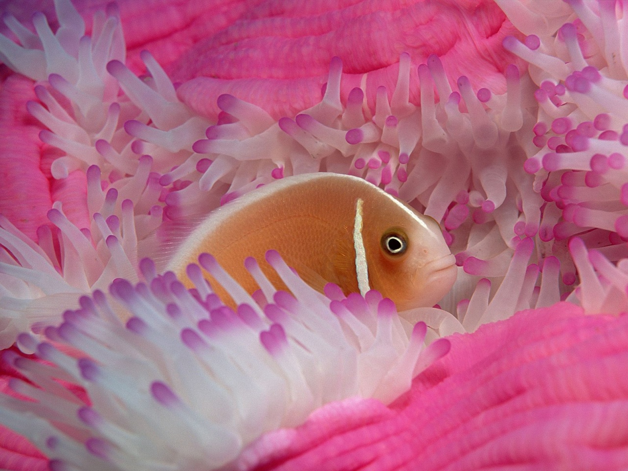 Anemone Fish