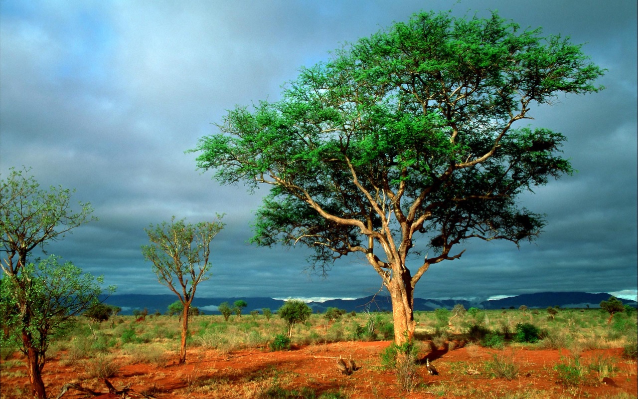 African Landscape