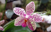 Orchidea