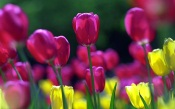 Spring Tulips