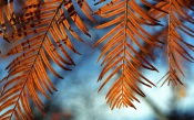 Wind Catchers