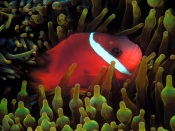 Anemone Fish