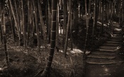 Kyyoto Bamboo, Japan