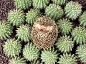 Hedgehog With Cactuses