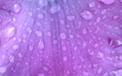 Purple Flower Water Drops