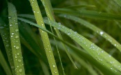 Green Grass After Rain