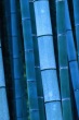 Blue Bamboo