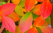 Bright Autumn Leaves