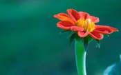 Red Gerbera