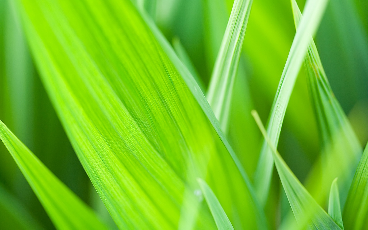 Green Leafs