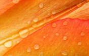 Water Drops on a Flower