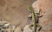 Lizard on Rock