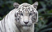 White Bengal Tiger With Blue Eyes