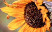 Autumn Sunflower