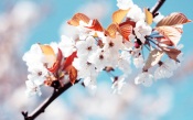 Cherry Flowers Macro