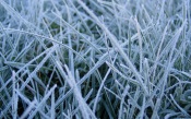 Frosted Grass