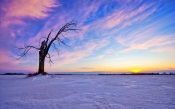 Lonely Old Tree Sunset