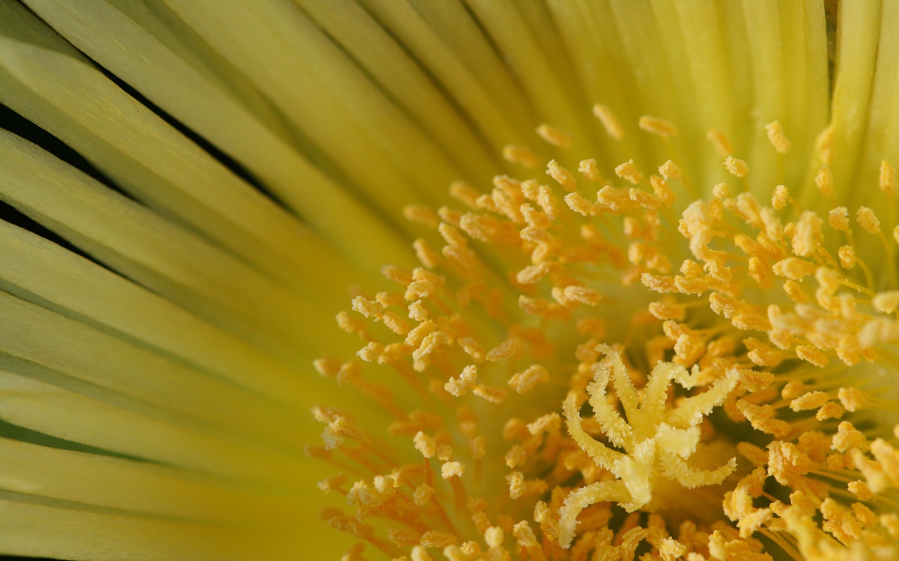 Yellow Flower - Stigma and Filaments