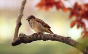 Sparrow Resting