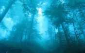 Blue Forest