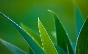 Green Leafs With Water Drops