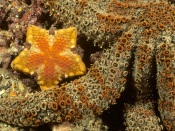 Starfish