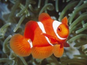 Anemone Fish