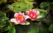 Pink Water Lilies