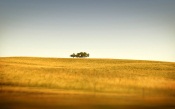 Saskatchewans Only Trees, Canada